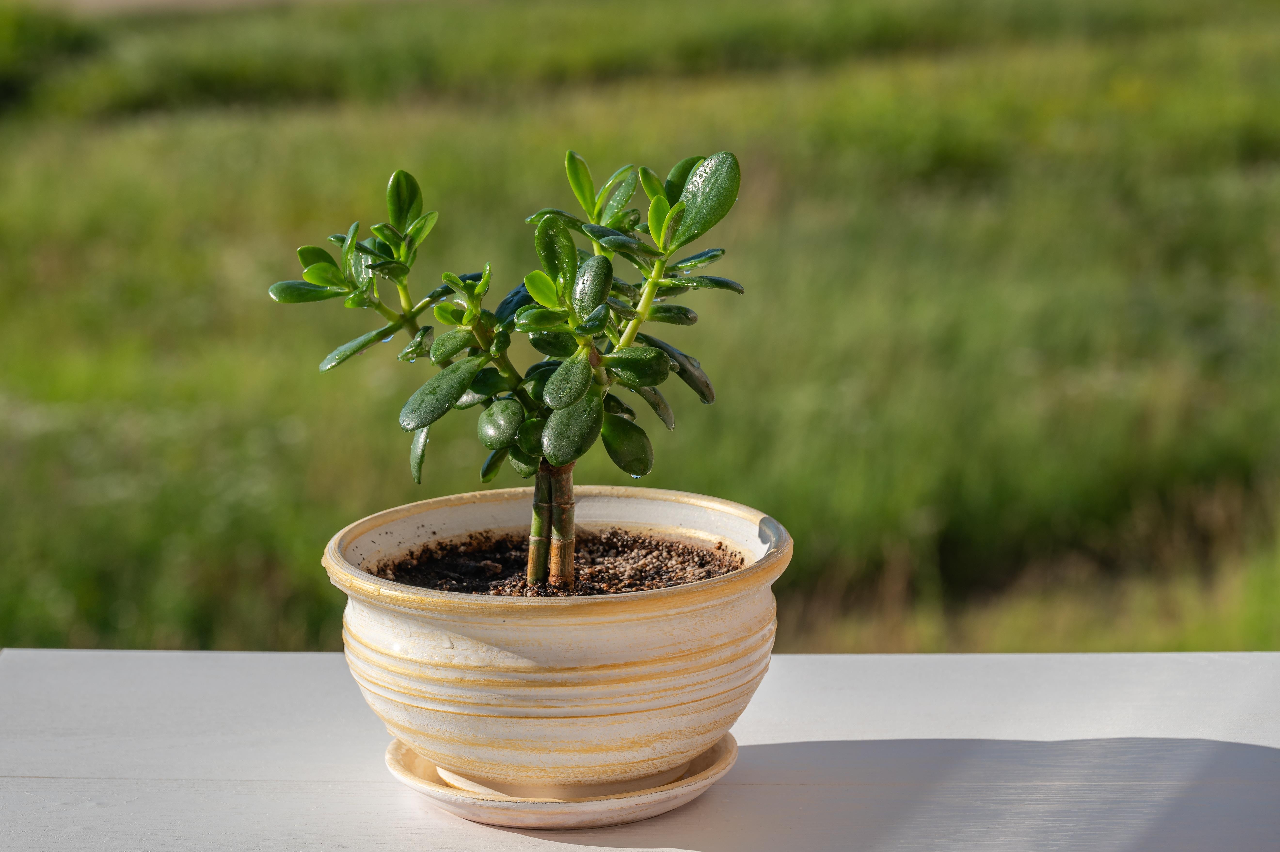 El truco de expertos en jardinería para saber si le falta agua a tu árbol de jade